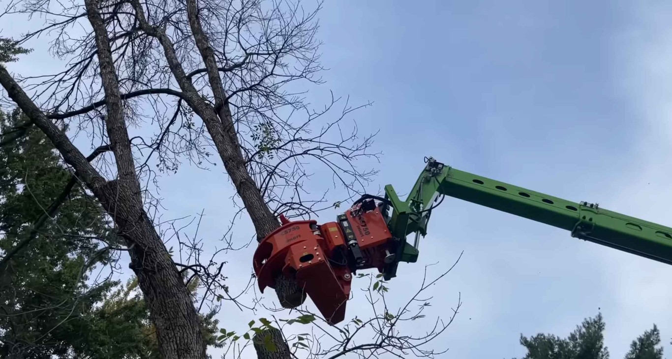 Professional arborist consulting services in Syracuse, UT