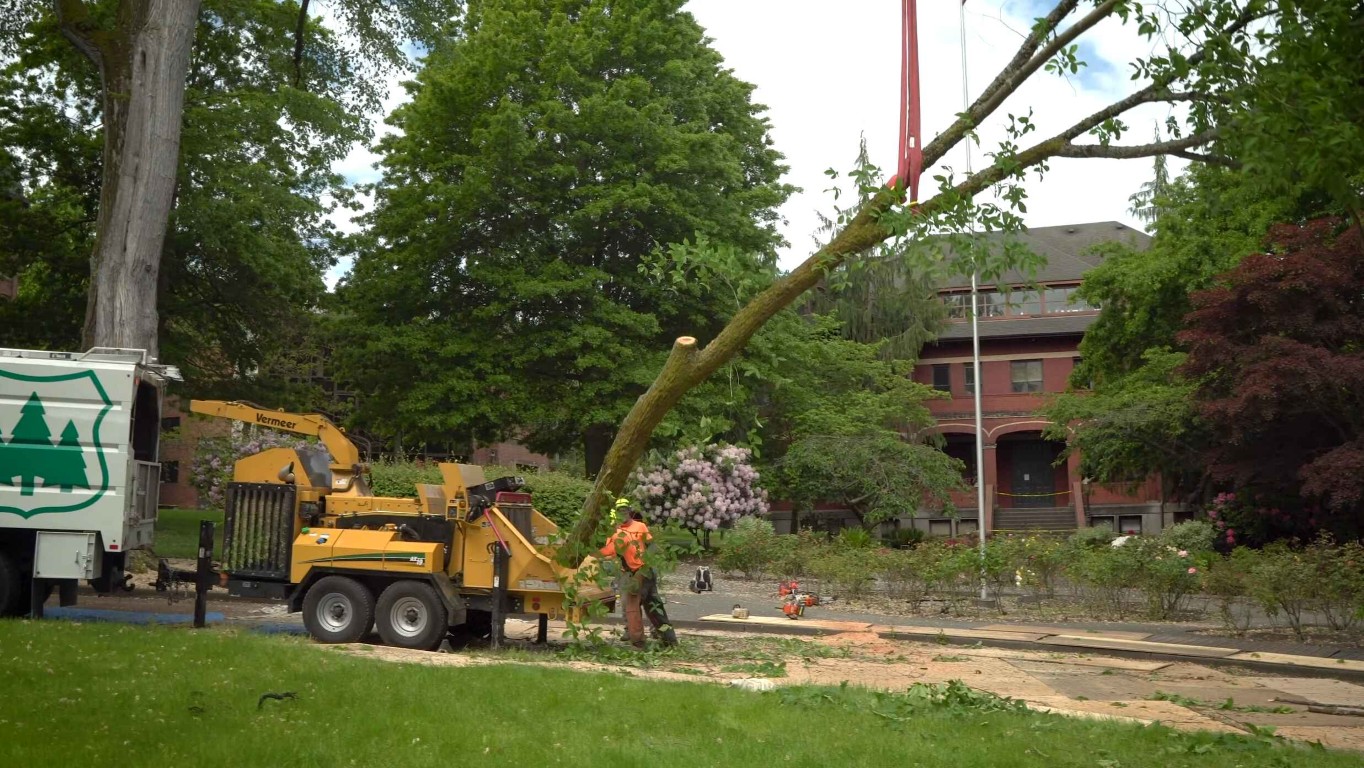 Professional tree removal service in Syracuse, UT using crane equipment