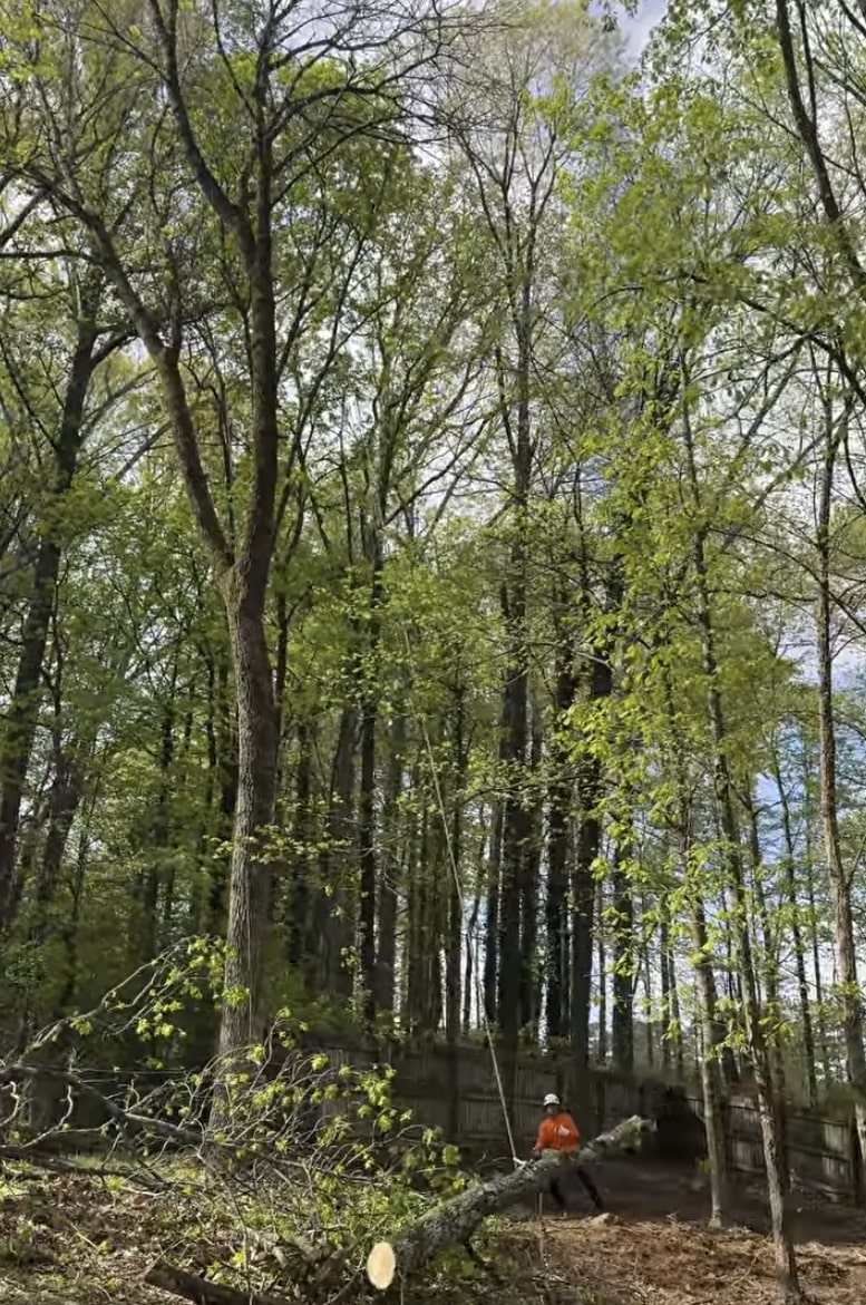 Professional tree service crew working in Syracuse, UT